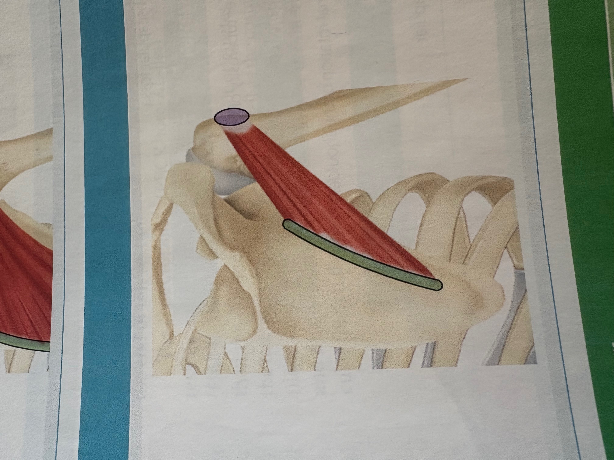 <p>Teres minor </p>