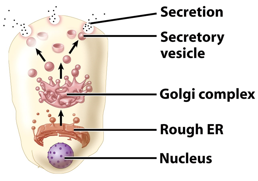 very common, often by goblet cells