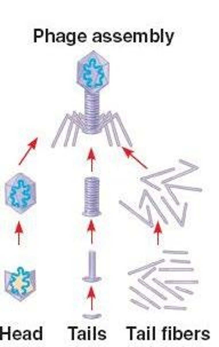 <p>The phage quickly replicates and kills the host cell.</p>