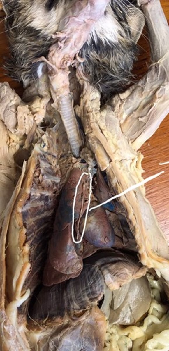 <p>goes to the diaphragm</p>