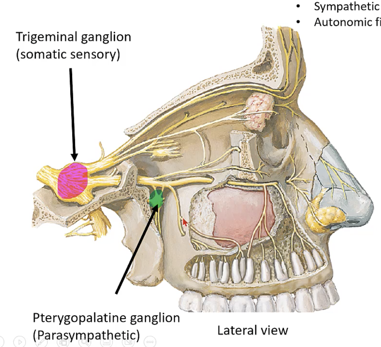 <p>trigeminal ganglion</p>