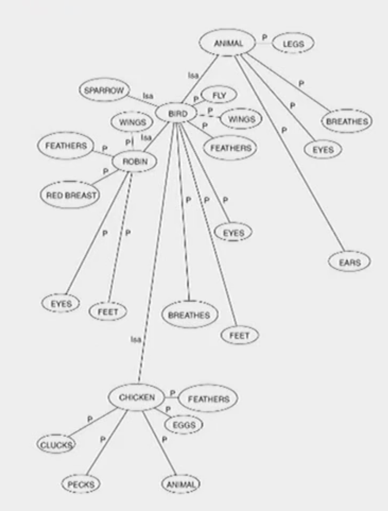 <p>A robin is a typical bird, and so its node it closer to the ‘bird’ node than a chicken, which is not a typical bird. </p>