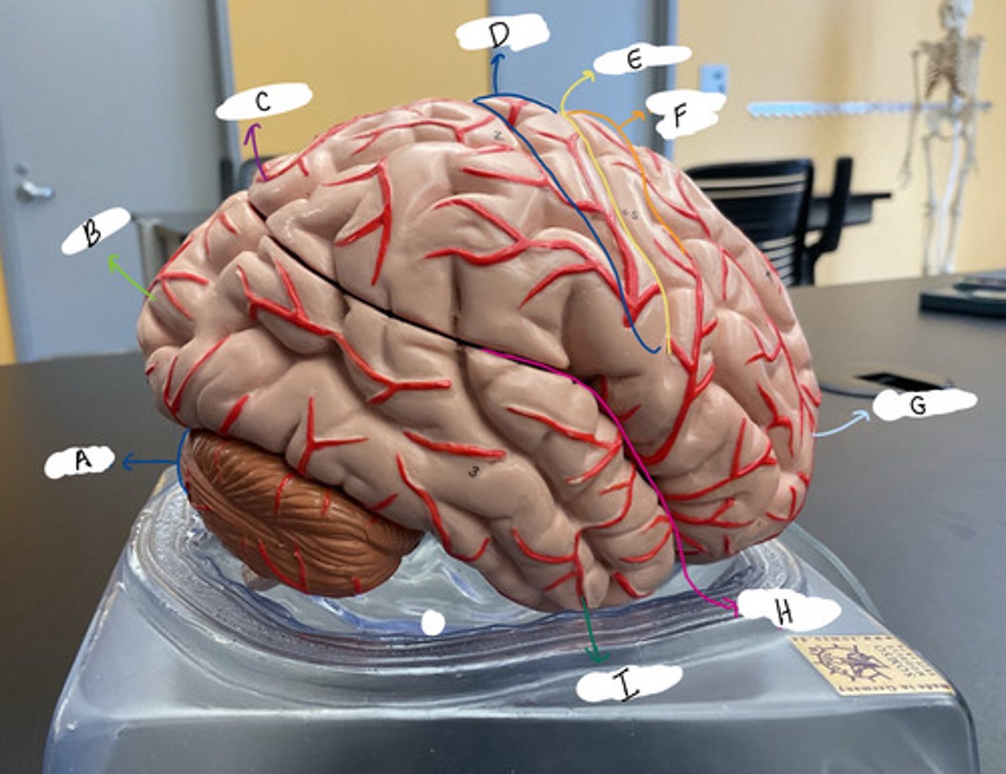 <p>B (lobe)</p>