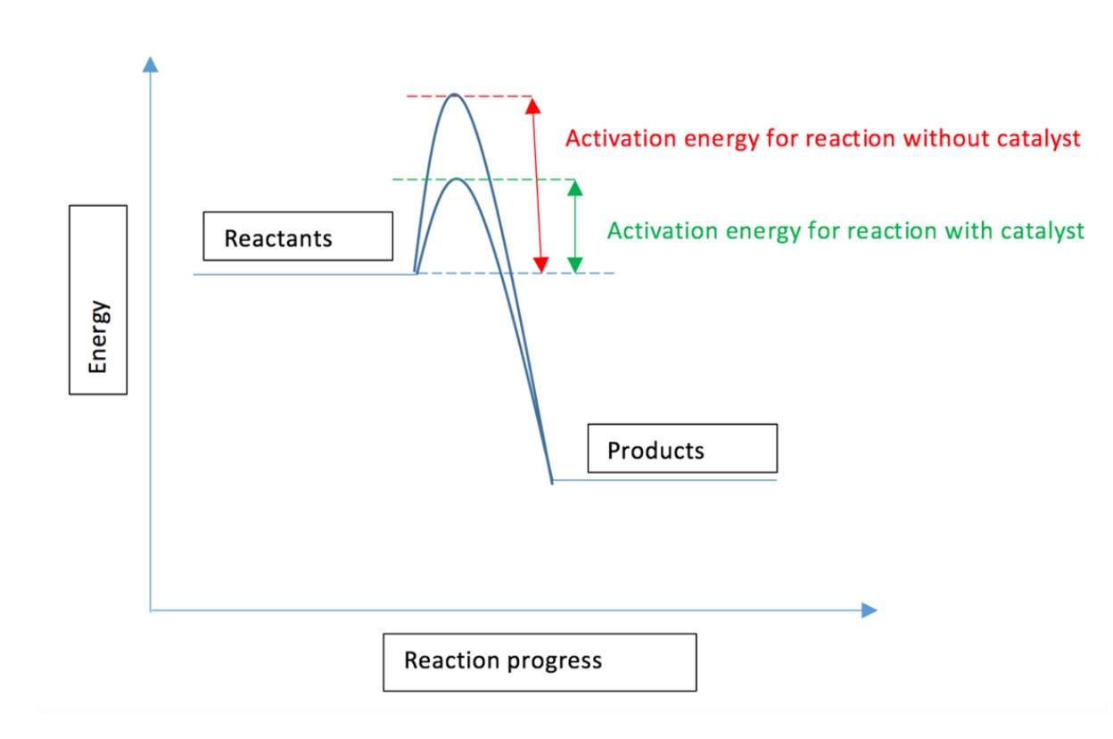 <p>A catalyst provides an alternative route for lower activation energy.</p><p>If the activation energy is lower, more particles will have that activation energy, so that the reaction will be faster.</p>