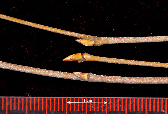 <ul><li><p>riparian areas, landscaping tree</p></li><li><p>leaves: ovate, birch shape, coarse doubly serrate</p></li><li><p>twigs: light brn, hairy</p></li><li><p>buds: scaled, hooked tip</p></li><li><p>bark: salmon, peels all over the place</p></li><li><p>repro: catkins</p></li></ul>