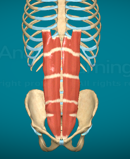 <p>What is this muscle and where is it found?</p>