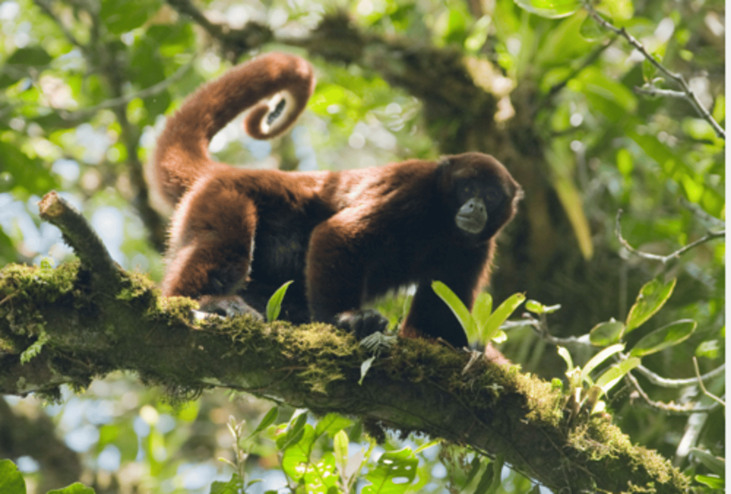 <p>CITES Appendix I</p><p>(parvorder platyrrhiini)- Yellow Tailed Woolly Monkey</p>