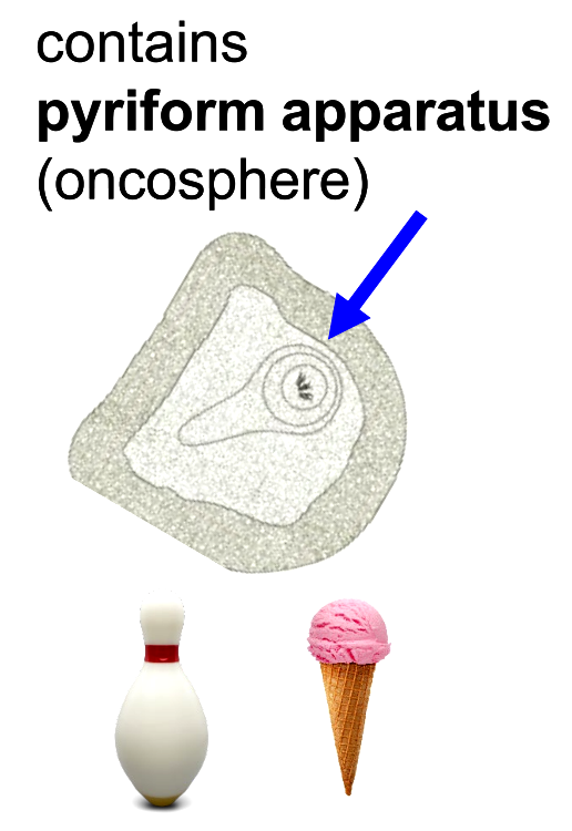 <p>eggs in feces; contains pyriform apparatus (shaped like bowling pin/ice cream cone)</p>