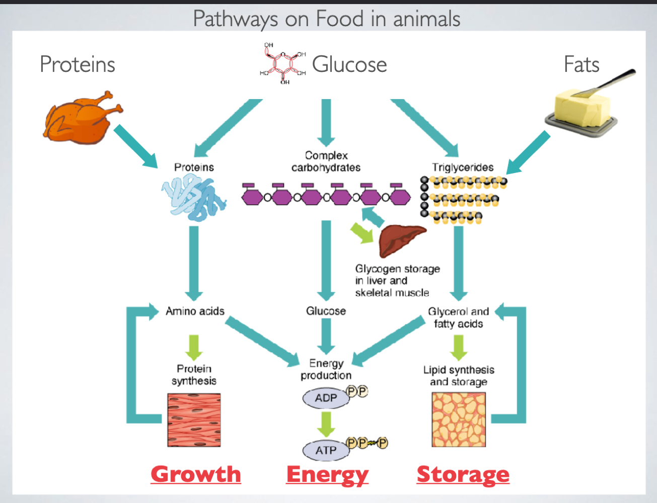 <ul><li><p><span>famines have worked as powerful agents of natural selection</span></p></li><li><p><span>Selection the genes that are the most efficient at using food</span></p></li><li><p><span>during a famine, those who are diabetic tend to surive, then they reproduce and the whole pop. is diabetic, which leads to a genetic bottleneck&nbsp;</span></p><ul><li><p><span>A Genetic or Population bottleneck is an event that drastically reduces the size of a population and therefore, decreases its gene pool. Due to the event, the remaining population becomes more genetically homogenous</span></p></li></ul></li></ul><ul><li><p><span>Carbs used to be rare, so these mutations helped people to use them efficiently and store them as “fat” very fast</span></p></li></ul><p></p>