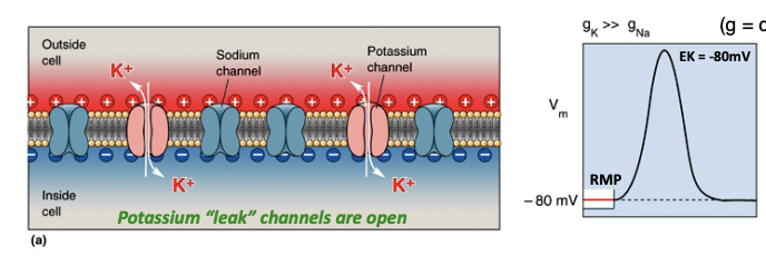 <p>At rest, the membrane is only permeable to K+ (potassium “leak” channels) Vm = EK<br>(g = conductance = ions flowing through channels)</p>