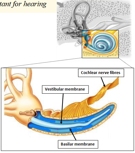 <p><span>§ Vestibular membrane</span><br><span>§ Basilar membrane</span><br><span>§ Cochlear nerve fibres run length of cochlea </span></p>