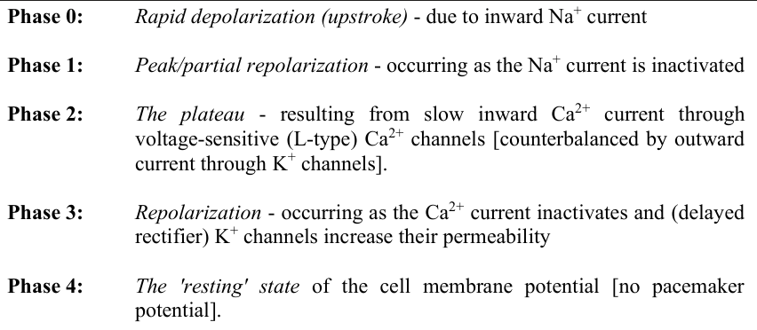<ul><li><p>Phase 0: Rapid depolarization (Na⁺ influx)</p></li><li><p>Phase 1: Partial repolarization (Na⁺ inactivation)</p></li><li><p>Phase 2: Plateau (Ca²⁺ influx balanced by K⁺ efflux)</p></li><li><p>Phase 3: Repolarization (Ca²⁺ inactivation, K⁺ permeability ↑)</p></li><li><p>Phase 4: Resting potential (no pacemaker potential)</p></li></ul><p></p>