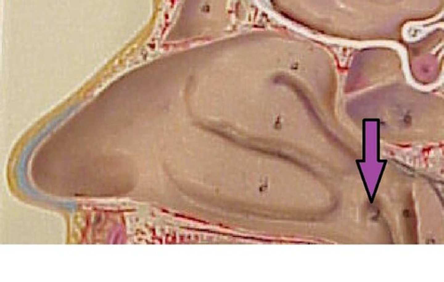 <p>channel between the middle ear cavity and the nasopharynx</p>