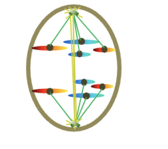 <p>Anaphase (4n) </p><p>HOW MANY chromosomes </p><p>HOW MANY chromatids/chromosomes (per DNA molecule) </p>