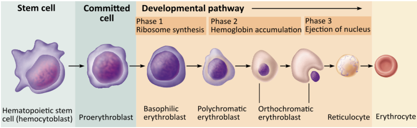<p>Erythropoietin (EPO) stimulates the developmental process shown here. What part of the body does erythropoietin (EPO) target to increase erythropoiesis?</p><p></p><ol><li><p>bone marrow        </p></li><li><p>lungs        </p></li><li><p>kidneys        </p></li><li><p>liver        </p></li></ol><p></p>