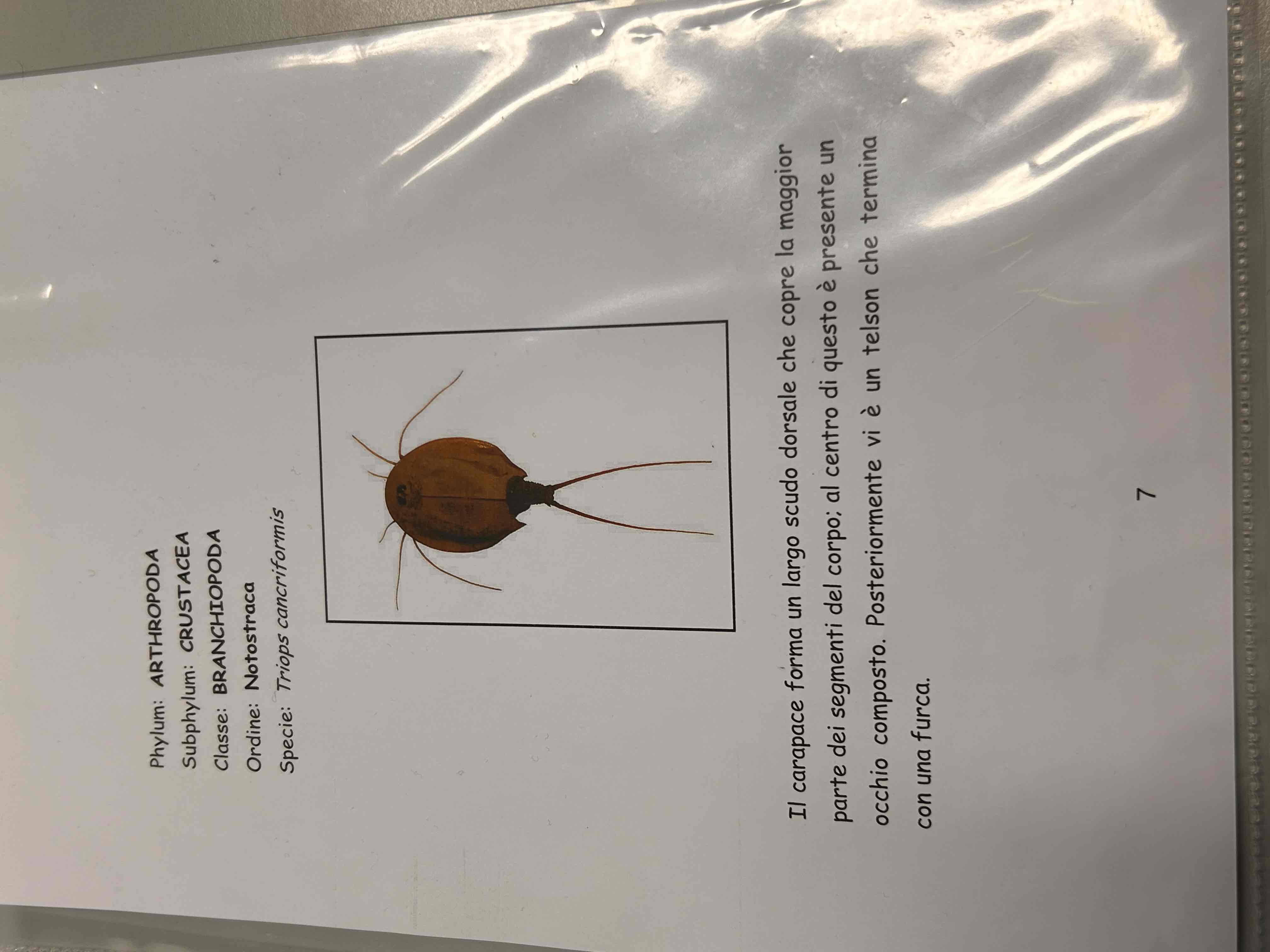 <p>Crostacei</p><p>Branchiopodi</p><p>Cladocera</p><p>Triops cancriformis</p>