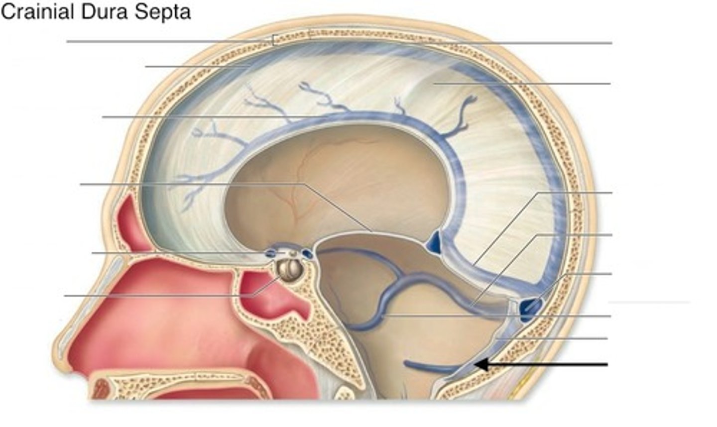 <p>occipital sinus</p>