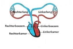 Dit is de kleine bloedsomloop. Dit is de omloop van het bloed door het hart en de longen. Het bloed komt vanuit de bovenste holle ader (superior vena cava) of onderste holle ader (inferior vena cava) het hart in. Daar belandt het bloed in het rechter atrium. Het bloed wordt tegen gehouden door een klep, de tricuspidalisklep. Wanneer deze klep opent reist het bloed naar het rechter ventrikel . Hier zit ook een klep, de pulmonalis klep. Zodra deze klep opent gaat het bloed de longslagader (arteria pulmonalis) in naar de longen. Vanuit de longen reist het bloed via de longader (vena pulmonalis) weer terug naar het hart.