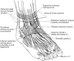 <p>a band of connective tissue(fascia), “y” shaped on the front of your foot, keeps tendons in alignment.</p>