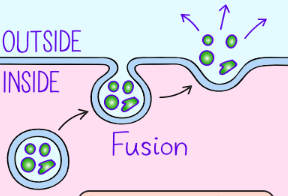 <p>Exocytosis</p>