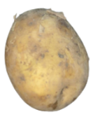<p>What is its physiological maturity and commercial maturity?</p>