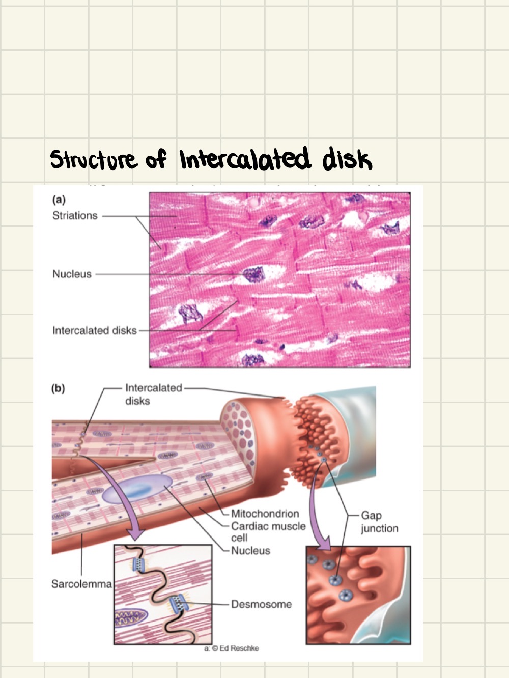 knowt flashcard image