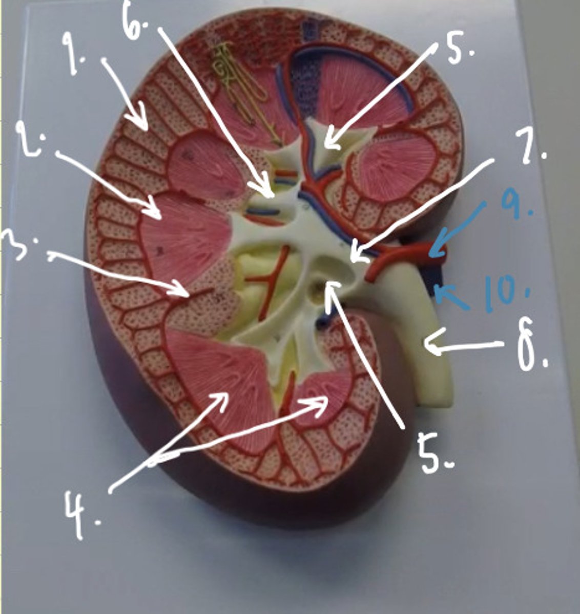 knowt flashcard image