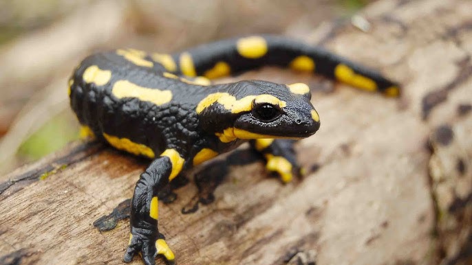 <p><strong>Urodèles = salamandres ou les axolotl (image suivante).</strong></p><p>Lors de leur manipulation, il faut leur fournir un env avec de l’eau et limiter les manipulations avec gants.</p>