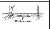 <p>Rhizomes</p>