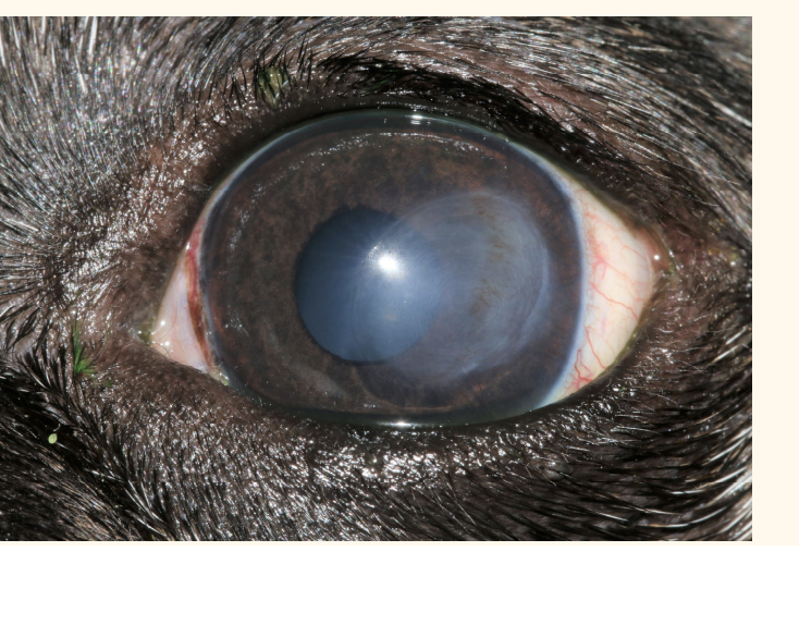 <p>common cause of corneal opacity</p>