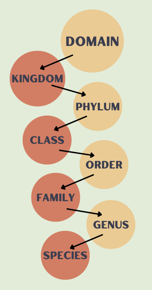 <p>First: genus -- Second: Species name Ex: Homo Sapiens</p>