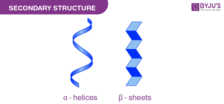 <ul><li><p><strong>Hydrogen bonds</strong> form between <strong>COOH (carbonyl) and NH₂ (amide)</strong> groups of different β-sheets, stabilizing the structure.</p></li><li><p><strong>R-groups</strong> extend outward, away from the sheet, interacting with the surrounding solution.</p></li><li><p>Can be <strong>parallel</strong> (strands run in the same direction) or <strong>antiparallel</strong> (strands run in opposite directions).</p></li></ul><p></p>