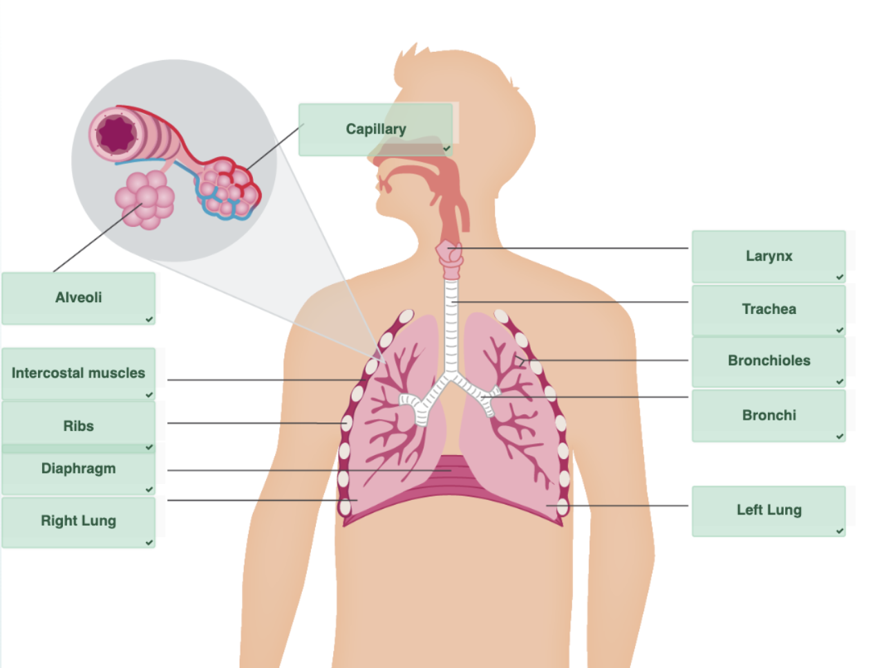 <ul><li><p>Alveoli are located at the end of the bronchioles, and they are surrounded by capillaries</p></li><li><p>Remember: in diagrams, the sides of the lungs are reversed</p></li></ul><p></p>