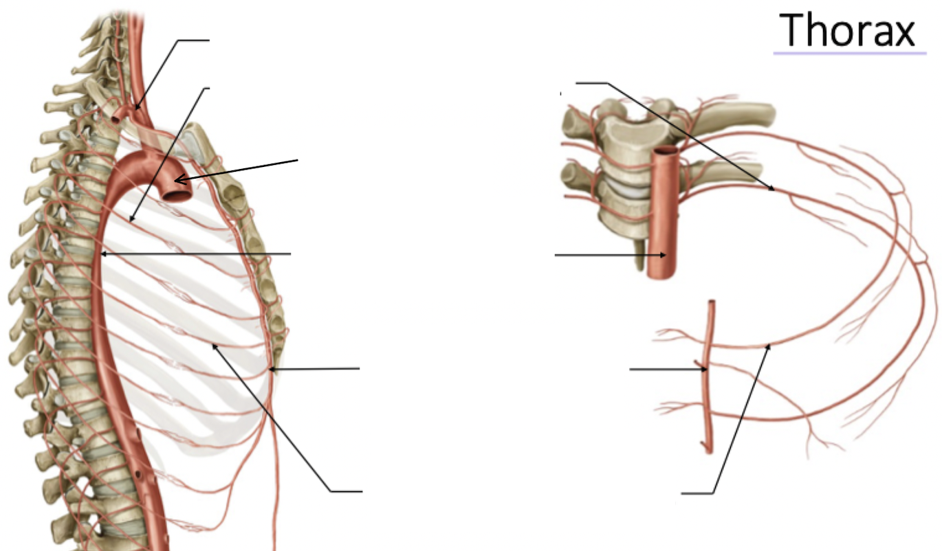 <p>Thorax blood supply</p>