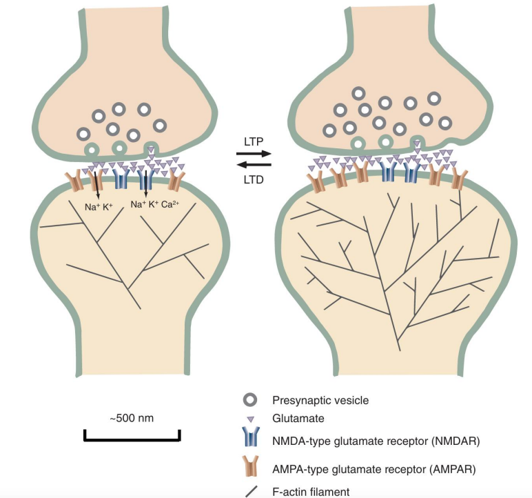 <p>when a neuron connection is used very little, or they fire at different times, synapses between them get weaker</p><p>to limit unnecessary connections, retracting/dismantling of synaptic contacts between non-cooperating neurons</p><p><strong>fewer vesicles formed, less AMDA receptors, less glutamate emitted/received, less F-actin (SMALLER)</strong></p><p>pruning unnecessary associations</p>