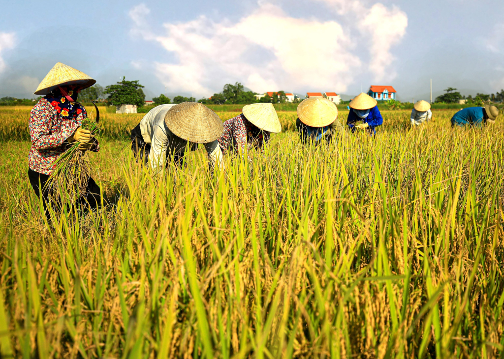 <p>(v) - /ˈhɑːvɪst/ </p><p>thu hoạch</p>