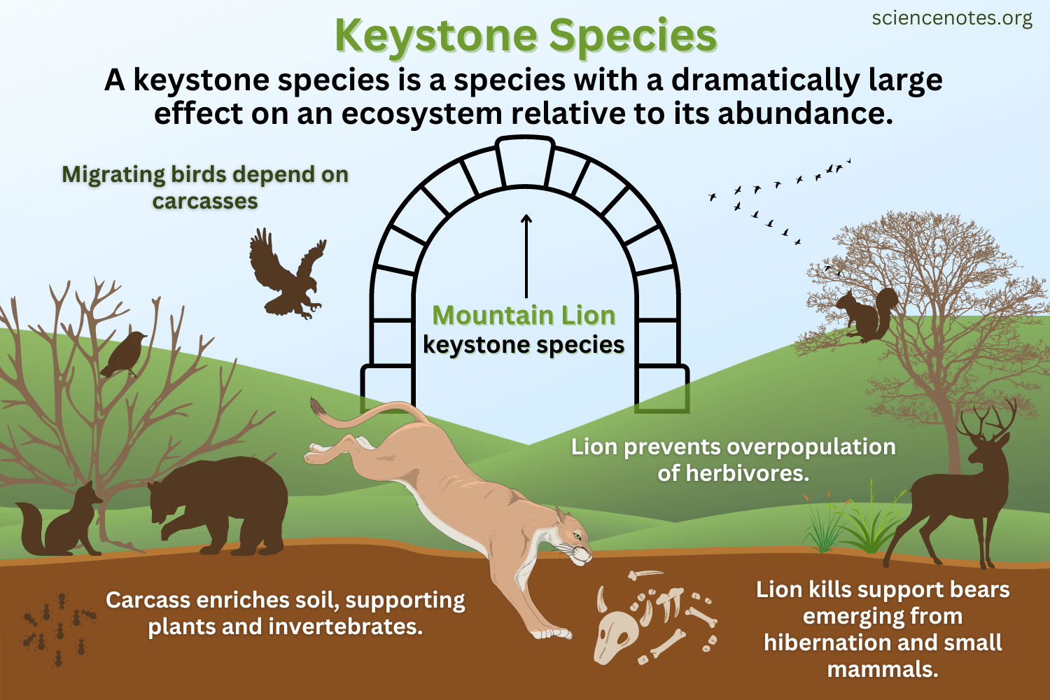 <p><span>A species that has an extremely high impact on an ecosystem by changing another population. Removal of a keystone species could cause a collapse of an ecosystem.</span></p>