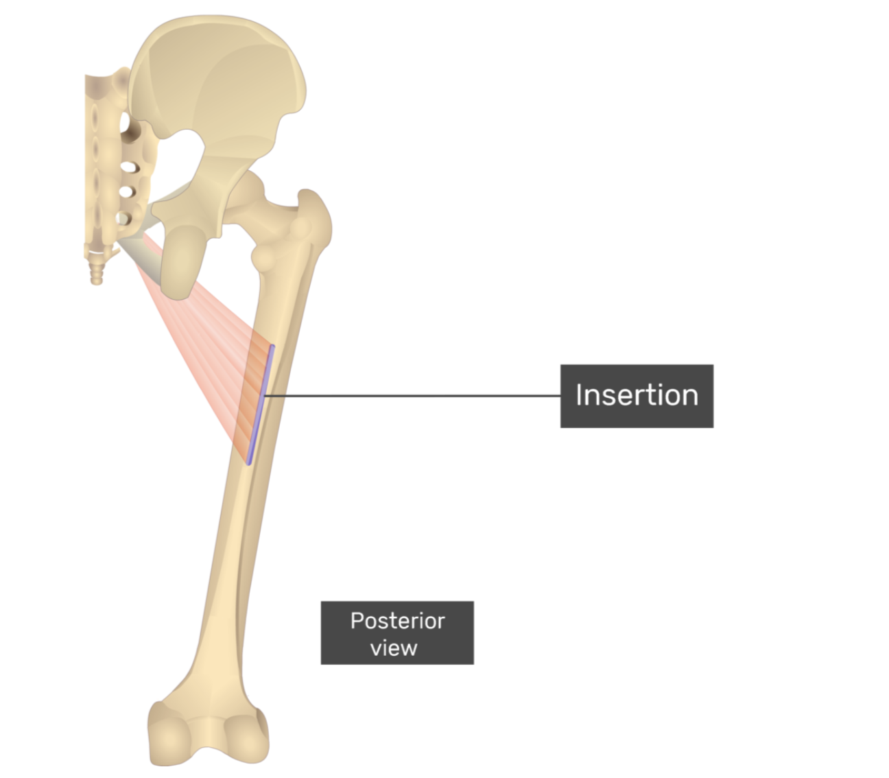 <p>adductor longus</p>