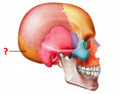 Identify this bone.