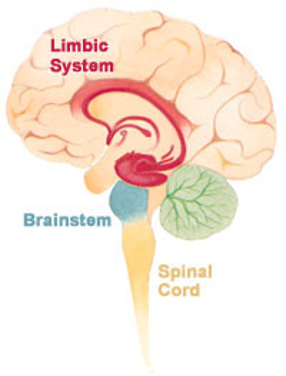 <p>Emotion and motivation, creating, storing, retrieving memories</p><p>1. Cingulate gyrus: emotional response</p><p>2. Hippocampus: stores memory</p><p>3. Amygdala: processes fear</p>