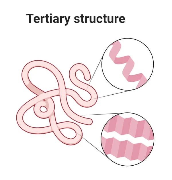 <p>3-dimensional shape of a single polypeptide chain; determined by interactions between amino acid side chains</p>