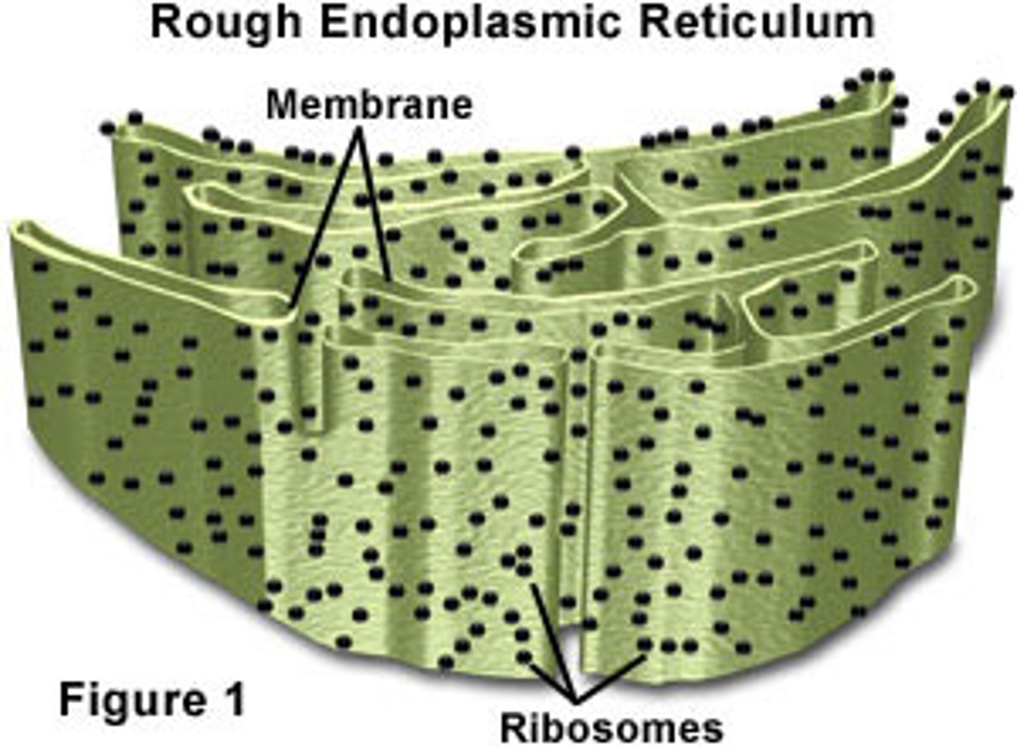 <p>System of internal membranes within the cytoplasm. Membranes are rough due to the presence of ribosomes. functions in synthesis of secretory proteins, membrane proteins, and organelle proteins.</p>