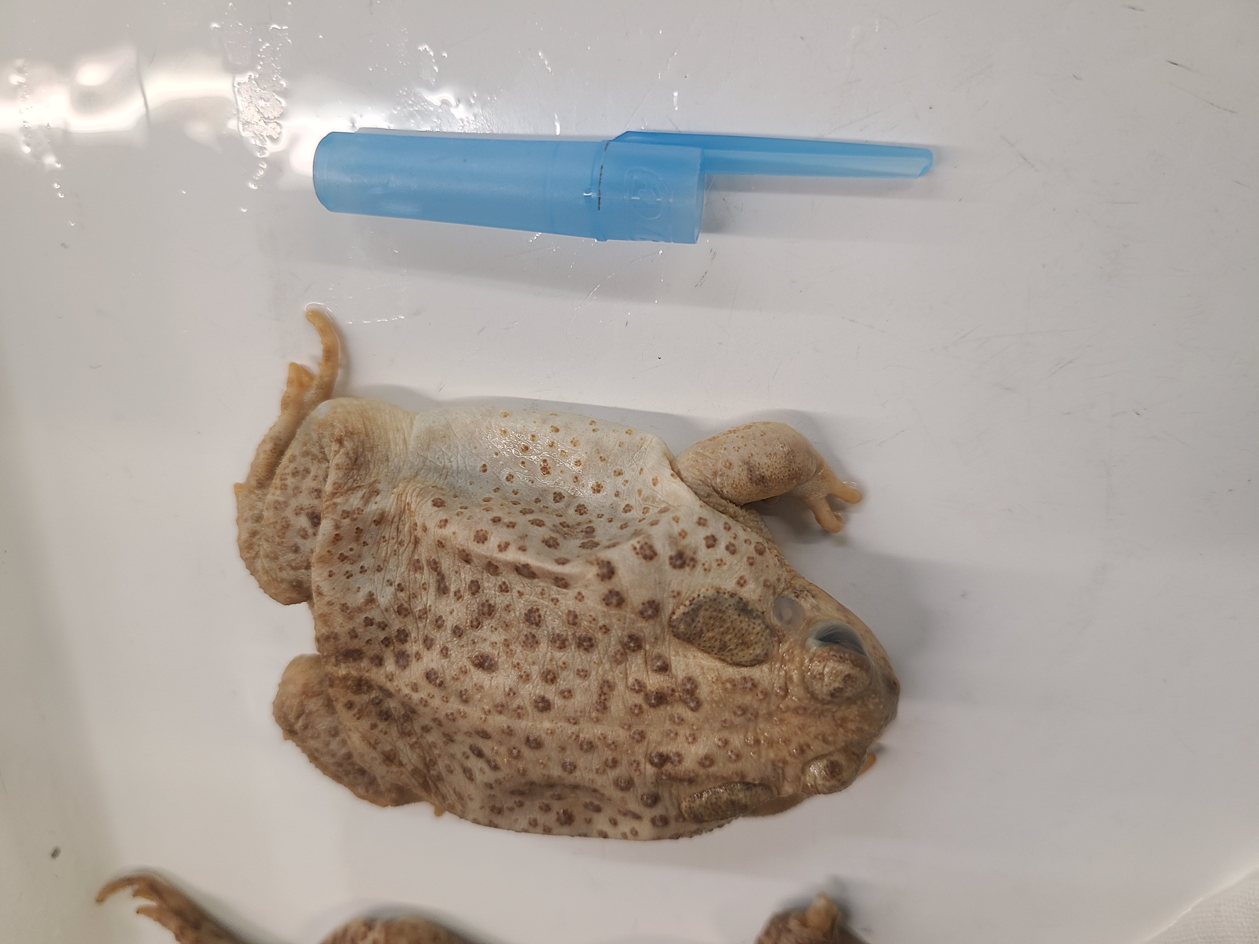 <p>Scientific name and distinguishing features</p>