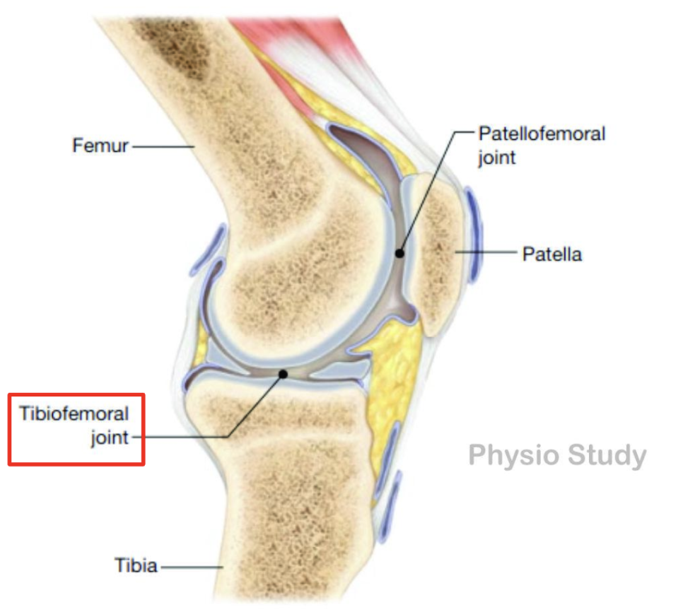 <p>tibia &amp; femur</p>