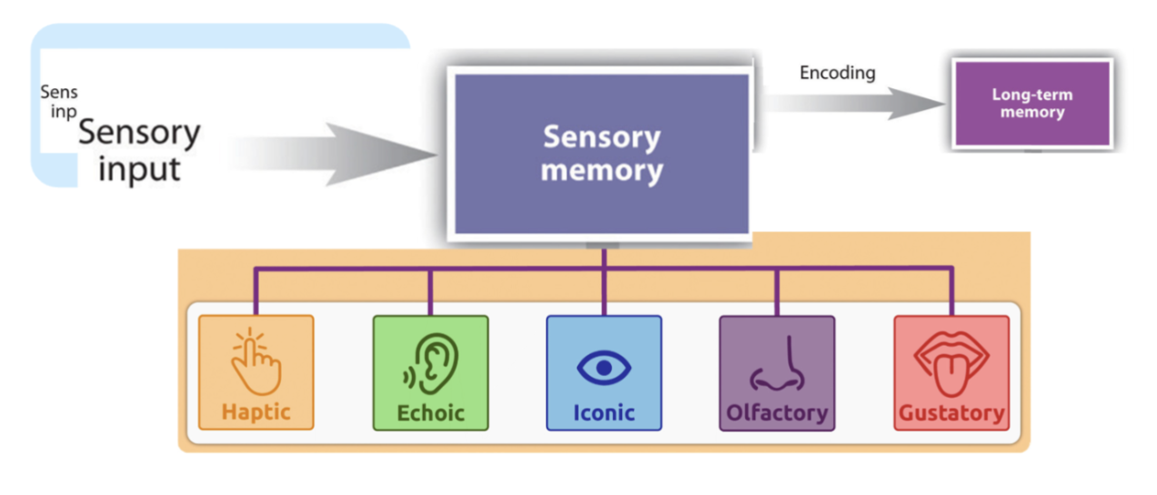 <p>preserves very brief sensory impressions of stimuli</p><p>haptic (touching), echoic (hearing), iconic (seeing), olfactory (smelling), gustatory (tasting)</p><ul><li><p>the capacity of sensory memory can be 12+ items, but most disappear before they enter consciousness (working memory)</p></li></ul><p></p>