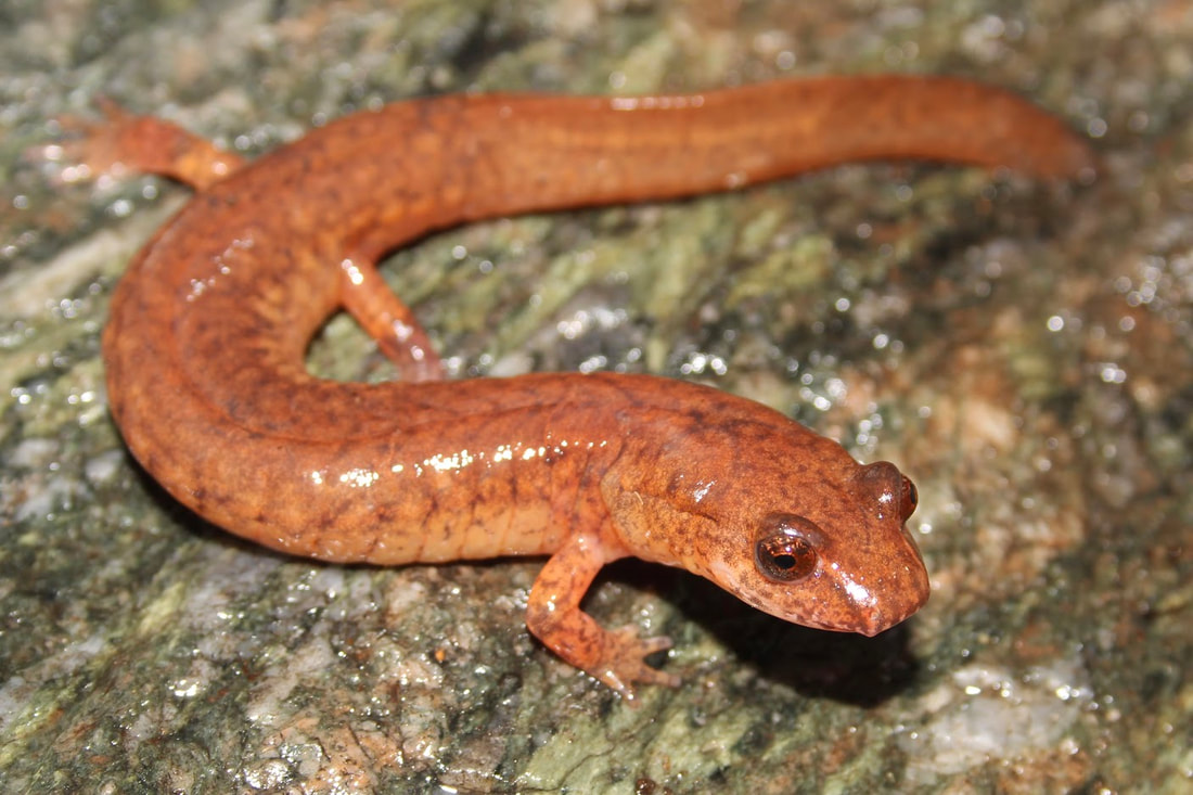 <p>Caudata : Plethodontidae : Spelerpinae</p>