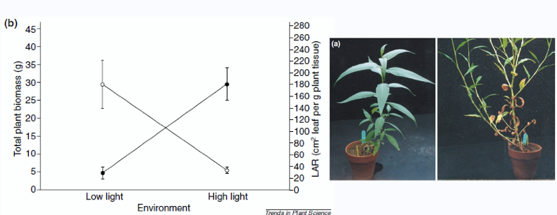<p><span style="color: green;"><strong><span>Reaction Norms (Continuous Variation)</span></strong></span></p><p>Describe the phenotypic expression changes of a genotype across a range of environments.</p><p>Continuous Variation: <strong>Phenotype changes <mark data-color="green" style="background-color: green; color: inherit;">gradually</mark></strong> as the environmental variable (e.g., temperature, light) changes</p><p>Graph Visualization: x = environmental gradient, y = phenotype; sloped = plasticity, flat = a fixed (canalized) trait.</p><p>Example: Replicates of <strong><em>Polygonum lapathifolium</em></strong> growing in low and high light for 8 weeks show a <strong>continuous range of stem lengths or leaf surface areas</strong> to optimize light capture (Sultan, 2000).</p><p><span style="color: red;"><strong><span>Polyphenisms (Discontinuous Variation)</span></strong></span></p><p>Occurs when the<strong> environment triggers the <mark data-color="red" style="background-color: red; color: inherit;">development of distinct, discrete morphs</mark></strong> (forms) from the same genotype.</p><p>Discontinuous Variation: <strong><mark data-color="red" style="background-color: red; color: inherit;">NO intermediate forms</mark></strong>; an organism is either "Form A" or "Form B."</p><p>Threshold Effect: involves a <span style="color: red;"><strong><span>physiological "switch"</span></strong></span> or <strong>threshold </strong>that must be <strong>met</strong> before the alternative form is expressed.</p><p>Example:</p><p><u>Environmental sex determination</u></p><ul><li><p><strong>Blue-headed wrasse (female → male)</strong></p></li><li><p><strong>Sea turtle (</strong><span style="color: rgb(242, 14, 241);"><strong><span>warmer → female</span></strong></span><strong>, </strong><span style="color: rgb(21, 228, 237);"><strong><span>colder → male</span></strong></span><strong>)</strong></p></li><li><p><strong><em>Bonellia verdis</em> (</strong><span style="color: rgb(255, 1, 246);"><strong><span>Pure seawater → female</span></strong></span><strong>, </strong><span style="color: rgb(0, 255, 251);"><strong><span>Seawater with proboscis fragment → male</span></strong></span><strong>)</strong></p></li></ul><p><u>Caste canalisation</u></p><ul><li><p>Social insects → Honeybees exhibit polyphenism, where larvae <strong>develop into either a "Worker" or a "Queen" </strong>based on whether they are <mark data-color="yellow" style="background-color: yellow; color: inherit;">fed royal jelly (alter developmental cascades)</mark></p></li></ul><p></p>