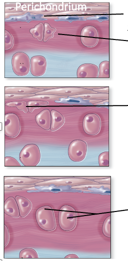 <p>Appositional Growth of Cartilagåe:</p><p>Mitotic activity occurs in mesenchymal stem cells within the deepest layers of the perichondrium forming _____. ______ each secrete cartilage matrix causing them to be pushed further and further apart. The chondroblasts mature into <span style="font-family: Calibri Light; color: black">_____. </span></p>
