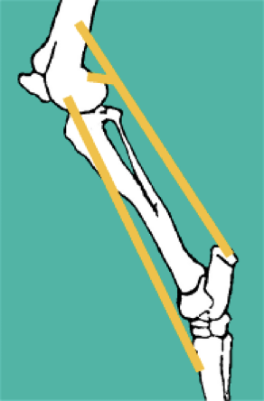 <p>Reciprocal apparatus -> <strong>peroneus tertius </strong>at cranial limb, <strong>superficial digital flexor</strong> at caudal limb</p><ul><li><p>Acts as a pulley system </p></li><li><p>Connects the stifle directly to the tarsus… if the stifle is extended, tarsus must also be extended; if its flexed, tarsus also must be flexed </p></li><li><p>CAN’T move independently </p></li></ul><p></p>