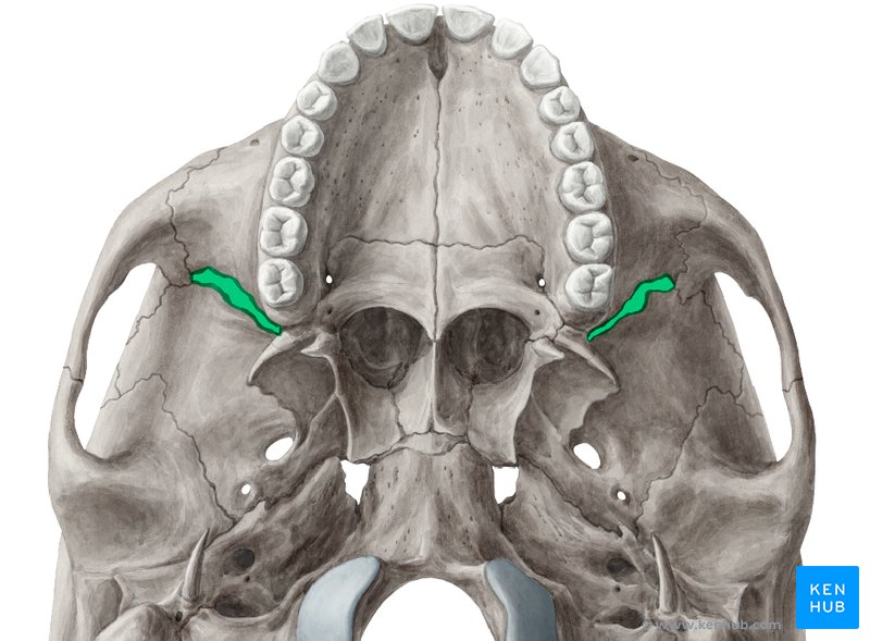 knowt flashcard image